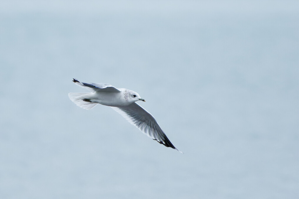 Common Gull